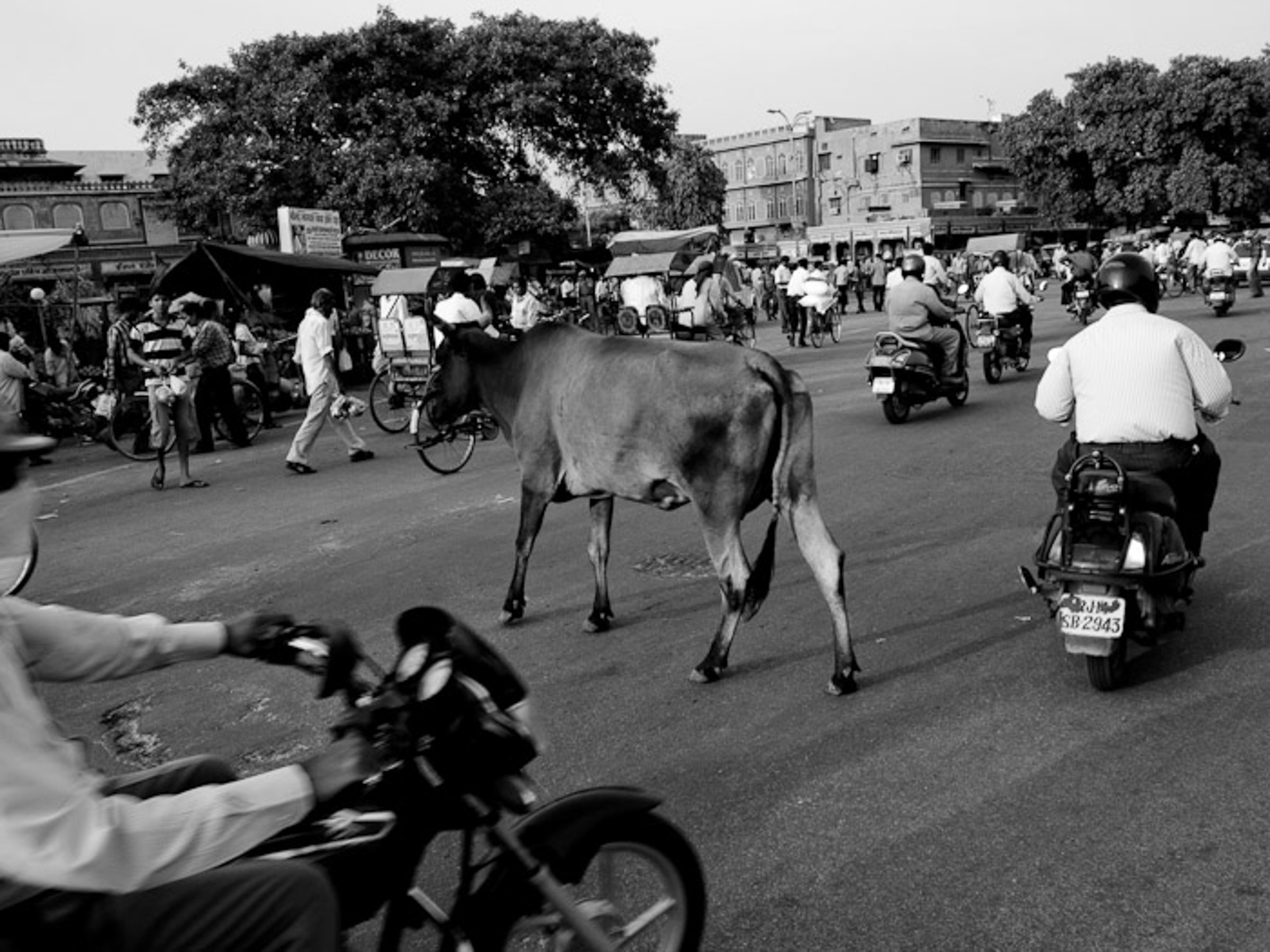 299216 3999143 india cow